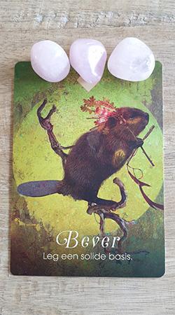 Kaart 1: Bever - Leg een solide basis Kaart 1: Bever - Leg een solide basis